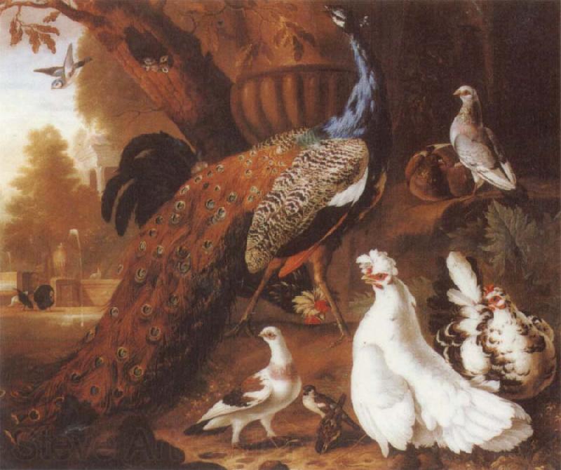 Jakob Bogdani Bird of Paradise Norge oil painting art